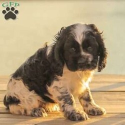 Mona/Cocker Spaniel									Puppy/Female	/8 Weeks,Meet our AKC Cocker Spaniel puppies! They are family raised and love to follow our three year old everywhere! 