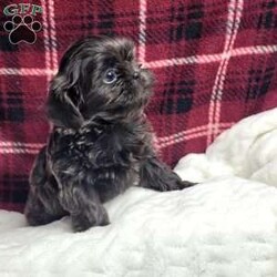 Hazel/Shih Tzu									Puppy/Female	/12 Weeks,Hazel is a very Lively and well socialized puppy. She has a beautiful blue coat plus an AKC registration and is tested with embark. Please contact us to make sweet Hazel your  very own puppy!