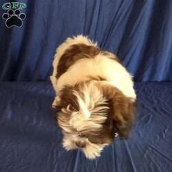 Harper/Shih Tzu									Puppy/Male	/10 Weeks,Harper is a very sweet and well socialized  puppy. He loves to romp and play with his siblings.He has a beautiful  liver, chocolate color.His parents  are approximately  8 #. Please contact us to make sweet  Harper your very own puppy!