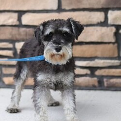 Charity/Miniature Schnauzer									Puppy/Female	/8 Weeks,Charity is a sweet little AKC Miniature Schnauzer with a big heart and an even bigger personality. Her soft, shiny coat and bright, twinkling eyes are impossible to resist, and her playful, friendly nature makes her the kind of puppy everyone falls in love with. Charity enjoys exploring new places, playing with her toys, and curling up for cozy naps — the perfect mix of energy and affection.