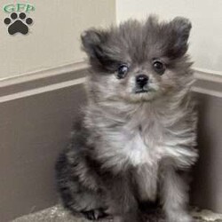 Bluey/Pomeranian									Puppy/Male	/September 19th, 2025,Adorable Teacup Pomeranian Puppy Meet this stunning little bundle of joy — a rare Merle-colored Teacup Pomeranian with the most enchanting one speckled blue eye that’ll melt your heart. Tiny in size but overflowing with personality, this precious pup has a soft, fluffy coat patterned with unique swirls of silver, grey, and lavender blue — no two markings alike! Playful, curious, and full of love, they’re the perfect mix of spunky and snuggly. Whether chasing toys around or curling up in your lap, this baby knows how to make every moment special. Their small size makes them easy to carry and love everywhere you go — truly a pocket-sized best friend with a big heart.