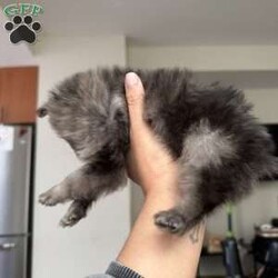 Bluey/Pomeranian									Puppy/Male	/September 19th, 2025,Adorable Teacup Pomeranian Puppy Meet this stunning little bundle of joy — a rare Merle-colored Teacup Pomeranian with the most enchanting one speckled blue eye that’ll melt your heart. Tiny in size but overflowing with personality, this precious pup has a soft, fluffy coat patterned with unique swirls of silver, grey, and lavender blue — no two markings alike! Playful, curious, and full of love, they’re the perfect mix of spunky and snuggly. Whether chasing toys around or curling up in your lap, this baby knows how to make every moment special. Their small size makes them easy to carry and love everywhere you go — truly a pocket-sized best friend with a big heart.