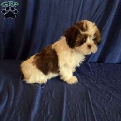 Harper/Shih Tzu									Puppy/Male	/10 Weeks,Harper is a very sweet and well socialized  puppy. He loves to romp and play with his siblings.He has a beautiful  liver, chocolate color.His parents  are approximately  8 #. Please contact us to make sweet  Harper your very own puppy!