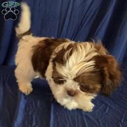 Harper/Shih Tzu									Puppy/Male	/10 Weeks,Harper is a very sweet and well socialized  puppy. He loves to romp and play with his siblings.He has a beautiful  liver, chocolate color.His parents  are approximately  8 #. Please contact us to make sweet  Harper your very own puppy!