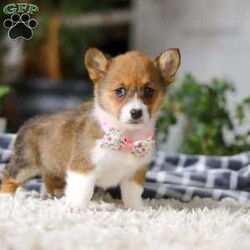 Chloe/Pembroke Welsh Corgi									Puppy/Female	/7 Weeks, With her signature short legs, fluffy coat, and perky ears, she’s the picture of Corgi cuteness. Playful, affectionate, and full of personality, she embodies everything people love about this intelligent and lively breed. After a day of fun and adventure, she’s quick to switch gears and become a cuddle expert, ready to melt your worries away with her warmth and love. Whether she’s chasing toys, exploring the outdoors, or curling up for a cozy nap, her charm is simply irresistible.