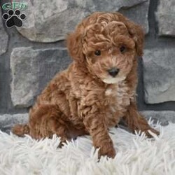 Skittles/Toy Poodle									Puppy/Male	/8 Weeks,I offer a one year health guarantee. Up to date on shots and dewormings. Skittles is well socialized and loves attention. He is great with kids and other pets. I’m looking for a loving indoor home. Shipping options are available anywhere in the US. All Sunday calls are returned on Mondays. Thanks Jon