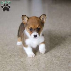 Chloe/Pembroke Welsh Corgi									Puppy/Female	/7 Weeks, With her signature short legs, fluffy coat, and perky ears, she’s the picture of Corgi cuteness. Playful, affectionate, and full of personality, she embodies everything people love about this intelligent and lively breed. After a day of fun and adventure, she’s quick to switch gears and become a cuddle expert, ready to melt your worries away with her warmth and love. Whether she’s chasing toys, exploring the outdoors, or curling up for a cozy nap, her charm is simply irresistible.