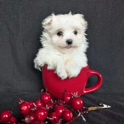 Snowflake- tiny/Maltese									Puppy/Female	/8 Weeks,Snowflake is a one of a kind! The most adorable little Maltese! She is a well socialized and playful pup! She is vet checked and micro- chipped as well as up to date on her vaccinations and dewormer! Call or text Katie today to find out more about this sweetheart!