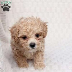 Chase/Bich-Poo									Puppy/Male	/October 4th, 2025,Chase   is 1 of 4 in his litter , he is F1 with an approximate adult weight of 6-9 poundso. 