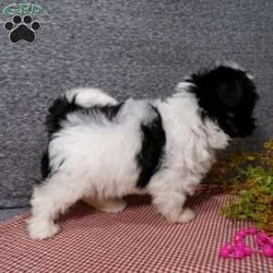 Dazel/Havanese									Puppy/Female	/7 Weeks,Hi, im a Havanese puppy. I am looking forward to meeting you! I am up to date with my immunizations, my wormer medications, and I have a Micro-chip so that I can be easily identified if I ever become lost! 
