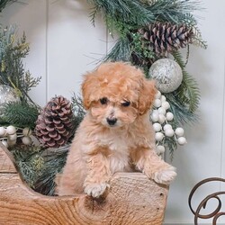 Alex/Bich-Poo									Puppy/Male	/9 Weeks,Meet Alex! This adorable Bich-poo puppy is vet checked & up to date on shots & wormer, plus comes with a health guarantee provided by the breeder! Alex is well socialized & can’t wait to join in on all the fun at your place!