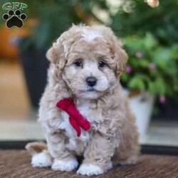Keith/Maltipoo									Puppy/Male	/9 Weeks,Keith will join his new family vet-checked, microchipped, up to date on vaccines and dewormer, and covered by our one-year health guarantee. If you have any questions or would like to learn more, feel free to call or text Tina Hershberger 