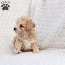 Chase/Bich-Poo									Puppy/Male	/October 4th, 2025,Chase   is 1 of 4 in his litter , he is F1 with an approximate adult weight of 6-9 poundso. 