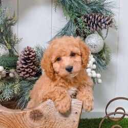 Cash/Bich-Poo									Puppy/Male	/8 Weeks,Meet Cash! This cuddly Bich-poo puppy is vet checked & up to date on shots & wormer, plus comes with a health guarantee provided by the breeder! Cash is well socialized & can’t wait to join in on all the fun at your place!