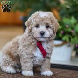 Keith/Maltipoo									Puppy/Male	/9 Weeks,Keith will join his new family vet-checked, microchipped, up to date on vaccines and dewormer, and covered by our one-year health guarantee. If you have any questions or would like to learn more, feel free to call or text Tina Hershberger 