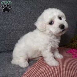 Angel/Bichon Frise									Puppy/Female	/6 Weeks,Hi, im a Bishon puppy. I am looking forward to meeting you! I am up to date with my immunizations, my wormer medications, and I have a Micro-chip so that I can be easily identified if I ever become lost! 