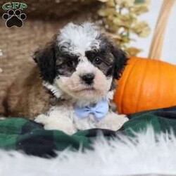 Flops/Teddy Bear									Puppy/Male	/12 Weeks,Flops is a teddy bear puppy with a gorgeous brown coat and white and black markings that give him a soft, teddy-like appearance. True to his name, Flops is full of energy and charm, always ready to play, explore, and make new friends.
