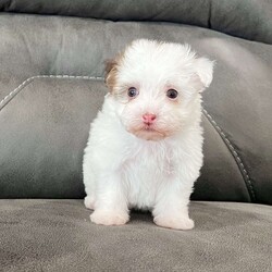 Rita/Havanese									Puppy/Female	/10 Weeks,  Hey there! My name is Rita, and I’m a precious purebred AKC Havanese puppy looking for my forever family. I may be tiny, but I’ve got a whole lot of love to give! My coat is a beautiful mix of creamy white with soft tan/brown patches, and everyone says I look like a little stuffed animal come to life. I love being cuddled, I love being talked to, and I LOVE making people smile. Let me tell you a bit about myself… • I’m a purebred AKC registered Havanese • My birthday is October 26, 2025 • I come up to date on all shots & dewormings • I’m microchipped and come with a health guarantee • I’ve been socialized with lots of affection • I’m playful, gentle, and ready to become your new best friend! I can’t wait to find a family who will love me, spoil me, and let me curl up in their lap. If you want a sweet, loyal little buddy who will brighten your home every single day… that’s ME! I can even be delivered right to your door! Come get me soon!