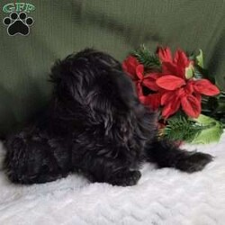 Hazel/Shih Tzu									Puppy/Female	/12 Weeks,Hazel is a very Lively and well socialized puppy. She has a beautiful blue coat plus an AKC registration and is tested with embark. Please contact us to make sweet Hazel your  very own puppy!