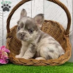 Charlotte/French Bulldog									Puppy/Female	/10 Weeks,  Meet Charlotte — A Stunning Lilac Merle Fluffy French Bulldog Princess! Introducing Charlotte, a gorgeous purebred AKC Fluffy French Bulldog with a luxurious lilac merle coat that’s soft, silky, and beautifully patterned. Her gentle expression and rare blue-green eyes give her an unforgettable, elegant look that stands out the moment you see her. Charlotte’s personality is just as sweet as her appearance. Raised in a loving family environment, she enjoys being held, cuddled, and interacting with people. Her calm, friendly nature makes her an excellent match for families or anyone hoping for a devoted companion with top-quality genetics and stunning color. Charlotte’s Info: • Breed: Purebred Fluffy French Bulldog • Color: Lilac Merle • Eyes: Blue-Green • Birthdate: October 22, 2025 • Registration: AKC Registered • Health: Up to date on shots & dewormings • Bonus: Microchipped   Health Guarantee • Raised: Family socialized Charlotte is a rare find — a fluffy-coated Frenchie with breathtaking coloring, soft features, and a lovable temperament. She’s ready to bring joy, beauty, and snuggles to her new home. Delivery available right to your door! Call or text to make Charlotte yours