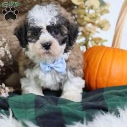 Flops/Teddy Bear									Puppy/Male	/12 Weeks,Flops is a teddy bear puppy with a gorgeous brown coat and white and black markings that give him a soft, teddy-like appearance. True to his name, Flops is full of energy and charm, always ready to play, explore, and make new friends.