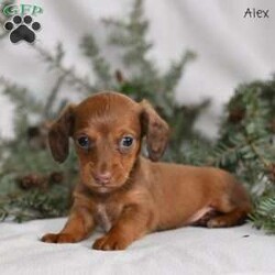 Alex/Dachshund									Puppy/Male	/6 Weeks,Our Mini Dachshund puppies are adorable, playful, and full of charm—everything you could want in a sweet little companion. These precious pups are currently looking for loving homes where they can continue to grow, explore, and share their affectionate personalities. Family raised with lots of attention and care, they are well-socialized with children, adults, and the everyday sounds of home life. This early foundation helps them become confident, friendly, and well-adjusted puppies who adapt easily to their new families.
