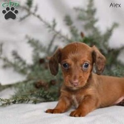 Alex/Dachshund									Puppy/Male	/6 Weeks,Our Mini Dachshund puppies are adorable, playful, and full of charm—everything you could want in a sweet little companion. These precious pups are currently looking for loving homes where they can continue to grow, explore, and share their affectionate personalities. Family raised with lots of attention and care, they are well-socialized with children, adults, and the everyday sounds of home life. This early foundation helps them become confident, friendly, and well-adjusted puppies who adapt easily to their new families.