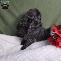 Hazel/Shih Tzu									Puppy/Female	/12 Weeks,Hazel is a very Lively and well socialized puppy. She has a beautiful blue coat plus an AKC registration and is tested with embark. Please contact us to make sweet Hazel your  very own puppy!