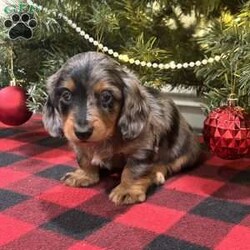 Lucas/Dachshund									Puppy/Male	/6 Weeks,We are excited for you to meet Lucas! This most adorable long haired mini dachshund puppy. All our puppies come with Full 
