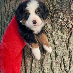 Bruno/Bernese Mountain Dog									Puppy/Male	/7 Weeks,Meet Bruno, your real live stocking stuffer;)he’s such a fluffy, sweet cuddle bug! Has an amazing temperament, Loves to play with the kids, but is pretty chill and cuddly as well making him the best Christmas gift anyone could ask for! 