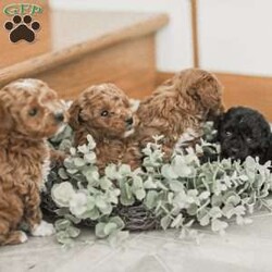 Leroy/Toy Poodle Mix									Puppy/Male	/6 Weeks,Meet our Sweet Toy Poodle Puppies! They are very easy going and perfect playmates for our children! They would make a perfect lap dog and they do very well with children! 