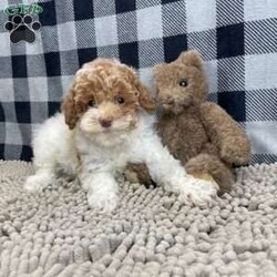 Nita/Miniature Poodle									Puppy/Female	/October 6th, 2025,Meet Nita a cute little Miniature Poodle, she is ACA Reg. Vet checked and shots are up to date.   parents weights are mom (Niki) 9 lbs and dad (Spiker) 13.2 lbs 