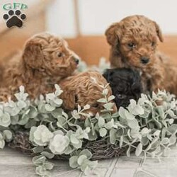 Leroy/Toy Poodle Mix									Puppy/Male	/6 Weeks,Meet our Sweet Toy Poodle Puppies! They are very easy going and perfect playmates for our children! They would make a perfect lap dog and they do very well with children! 