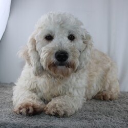 Irvin/Mini Goldendoodle									Puppy/Male	/9 Weeks,Meet Irvin! A gorgeous Miniature Goldendoodle puppy. Irvin has a sweet personality & the softest coat! He loves to play and get all the attention you can give him. He was born and raised with the Mast family. 