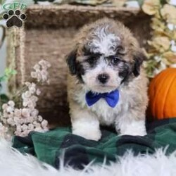 Franky/Teddy Bear									Puppy/Male	/12 Weeks,Franky’s light brown coat, accented by white chest markings and subtle black highlights, mirrors his playful and affectionate personality. This mini teddy bear puppy is full of charm, curiosity, and energy, always ready for a game or an exploration.