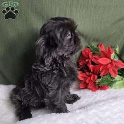 Hazel/Shih Tzu									Puppy/Female	/12 Weeks,Hazel is a very Lively and well socialized puppy. She has a beautiful blue coat plus an AKC registration and is tested with embark. Please contact us to make sweet Hazel your  very own puppy!