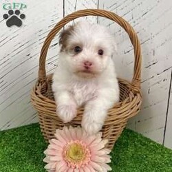 Rita/Havanese									Puppy/Female	/10 Weeks,  Hey there! My name is Rita, and I’m a precious purebred AKC Havanese puppy looking for my forever family. I may be tiny, but I’ve got a whole lot of love to give! My coat is a beautiful mix of creamy white with soft tan/brown patches, and everyone says I look like a little stuffed animal come to life. I love being cuddled, I love being talked to, and I LOVE making people smile. Let me tell you a bit about myself… • I’m a purebred AKC registered Havanese • My birthday is October 26, 2025 • I come up to date on all shots & dewormings • I’m microchipped and come with a health guarantee • I’ve been socialized with lots of affection • I’m playful, gentle, and ready to become your new best friend! I can’t wait to find a family who will love me, spoil me, and let me curl up in their lap. If you want a sweet, loyal little buddy who will brighten your home every single day… that’s ME! I can even be delivered right to your door! Come get me soon!