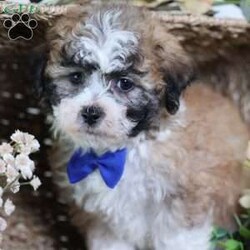 Franky/Teddy Bear									Puppy/Male	/12 Weeks,Franky’s light brown coat, accented by white chest markings and subtle black highlights, mirrors his playful and affectionate personality. This mini teddy bear puppy is full of charm, curiosity, and energy, always ready for a game or an exploration.
