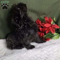 Hazel/Shih Tzu									Puppy/Female	/12 Weeks,Hazel is a very Lively and well socialized puppy. She has a beautiful blue coat plus an AKC registration and is tested with embark. Please contact us to make sweet Hazel your  very own puppy!