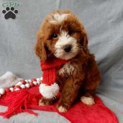 Rusty/Mini Goldendoodle									Puppy/Male	/10 Weeks,Prepare to fall in love!! I have the sweetest little mini goldendoodle face you have ever seen… My name is Rusty and I would love to come home with you! I am sure with one look into my warm, sweet eyes and I’ll be sure I will have captured your heart already! I am very happy, playful and very kid friendly! I stand out above the rest with my beautiful red coat with white markings!! Full of personality and always ready to give amazing puppy kisses, I would love to fill your home with all of my puppy love! I have been vet checked and I am up to date on vaccinations and dewormings and I will also come with a 1-year guarantee with the option of extending it to a 3-year guarantee. Shipping is available anywhere in the USA! My mother is Willow, our sweet 28# mini goldendoodle, and my father is Atlas, our handsome 16# AKC red miniature poodle and Atlas is also genetically tested clear! That makes me an F1b mini goldendoodle and I will grow to approx. 18-24# and I will be hypoallergenic and nonshedding!! Why wait when you know I am meant to be yours? Call or text Martha  to make me the newest addition to your family and get ready to spend a lifetime of tail wagging fun! (7% sales tax on in home pickups) 