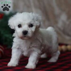 Twinkle/Bichon Frise									Puppy/Female	/October 30th, 2025,Twinkle is a darling Bichon girl who shines in the softest way. She’s not the loudest in the room — she’s the one who quietly steals your heart. Twinkle has a tender, affectionate personality and adores being held and loved on. She’s happiest when she’s close to her people, soaking up attention and giving back tiny kisses in return. Her playful side comes out in sweet bursts of energy, followed by peaceful naps in the coziest spot she can find. Twinkle is the kind of puppy that brings comfort, light, and a steady little joy to your everyday life — like her name, she’s a gentle sparkle you’ll never want to be without.