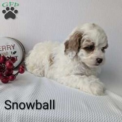 Snowball/Shih-Poo									Puppy/Male	/8 Weeks,Snowball is a sweet little Shih-poo! He will be available just in time for Christmas a perfect gift! He is very playful an well socialized! Snowball is vet checked, micro- chipped, an up to date on he’s shots and dewormer! He’s mom is 13 pounds and Dad is 7 pounds! To find out more about this sweetheart call Katie today! 