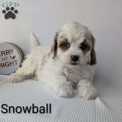Snowball/Shih-Poo									Puppy/Male	/8 Weeks,Snowball is a sweet little Shih-poo! He will be available just in time for Christmas a perfect gift! He is very playful an well socialized! Snowball is vet checked, micro- chipped, an up to date on he’s shots and dewormer! He’s mom is 13 pounds and Dad is 7 pounds! To find out more about this sweetheart call Katie today! 