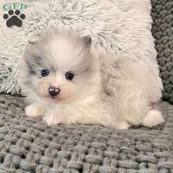 Teddy/Pomeranian									Puppy/Male	/7 Weeks,Allow Me to Introduce Myself… I’m Teddy A Merle Parti Pomeranian of Exceptional Quality Hello… my name is Teddy, and I’m a purebred AKC Pomeranian created for those who appreciate the finer things. I wear a rare merle parti coat that’s plush, thick, and perfectly balanced—paired with my teddy bear face and striking blue eyes that tend to stop people mid-sentence. My parents are in 6-7 pound range so I should stay a nice small size! I may be small, but I carry myself with confidence and charm. I’m soft to the touch, beautifully marked, and already quite aware that I’m something special. My coloring is eye-catching yet elegant—exactly what you’d expect from a top-tier Pomeranian. About Me: • Breed: Purebred Pomeranian • Color: Merle Parti • Eyes: Bright Blue • Birthdate: November 3, 2025 • Registration: AKC Registered • Care: Up to date on shots & dewormings • Includes: Microchipped   Written Health Guarantee • Raised: With careful handling and early socialization I’m looking for a home that values quality, beauty, and companionship. In return, I promise loyalty, sweetness, and a lifetime of turning heads wherever we go together. Delivery is available right to your door! Contact us today to make Teddy yours!