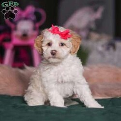 Alice/Miniature Poodle									Puppy/Female	/9 Weeks,Meet Alice, the most adorable ACA Mini Poodle! She’s the perfect combination of sweet affection and lively energy. Known for their intelligence, Poodles tend to be highly trainable and eager to please and they love learning new things that showcase their cleverness. Her hypoallergenic, beautiful coat is not only soft and luxurious but will also shed very minimally, making her the perfect choice for those prone to allergies. Whether she’s prancing proudly by your side on a walk, playing a game, or snuggling up for a quiet moment, she will fill your days with joy!