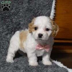Holly/Cavachon									Puppy/Female	/9 Weeks,Hello my name is Holly! I’m a sweet ,outgoing and loving puppy who is looking for her furever home ,so please pick me for your furever companion