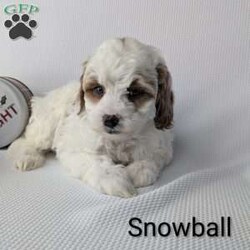 Snowball/Shih-Poo									Puppy/Male	/8 Weeks,Snowball is a sweet little Shih-poo! He will be available just in time for Christmas a perfect gift! He is very playful an well socialized! Snowball is vet checked, micro- chipped, an up to date on he’s shots and dewormer! He’s mom is 13 pounds and Dad is 7 pounds! To find out more about this sweetheart call Katie today! 