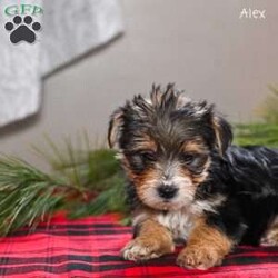 Alex/Morkie / Yorktese									Puppy/Male	/9 Weeks,These adorable Morkie puppies are eagerly looking for loving homes where they’ll be welcomed as cherished family companions. Raised on our farmette ,they receive plenty of daily love, attention, and interaction, helping them grow into confident, well-socialized little pups. Morkies are known for their playful personalities and affectionate nature, making them wonderful pets for families, singles, or anyone looking for a loyal lap companion.