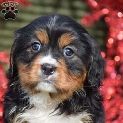 Felicity/Miniature Bernese Mountain Dog									Puppy/Female	/7 Weeks,Meet sweet little Felicity! She is so little with the cutest face! All puppies in this litter are fully vet checked, health guaranteed, shots and de wormer up to date, puppy info starter kit provided at time of pick up along with all other documentation. The mother and father of the puppies is here on site to meet as well; both parents of this litter and all puppies have an outstanding friendly personality. If your looking for a smaller breed breed that has a good mix friendly, playful but also calm this would be a great choice pick for you! Reach out to us today to schedule your visit to meet them in person. Happy Holidays & Happy New Year!!