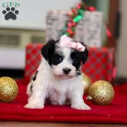 Rosie/Havanese									Puppy/Female	/5 Weeks,Hi, I’m Rosie—an absolutely adorable AKC registered Havanese puppy with a soft, fluffy coat and the happiest little personality! I love prancing around with my tail wagging, chasing after toys, and making everyone smile with my playful charm. When I’m all tuckered out, my favorite place to be is snuggled up close where it’s warm and cozy. With my gentle heart and silly spirit, I’m ready to be the perfect companion and fill my forever family’s days with love and joy.